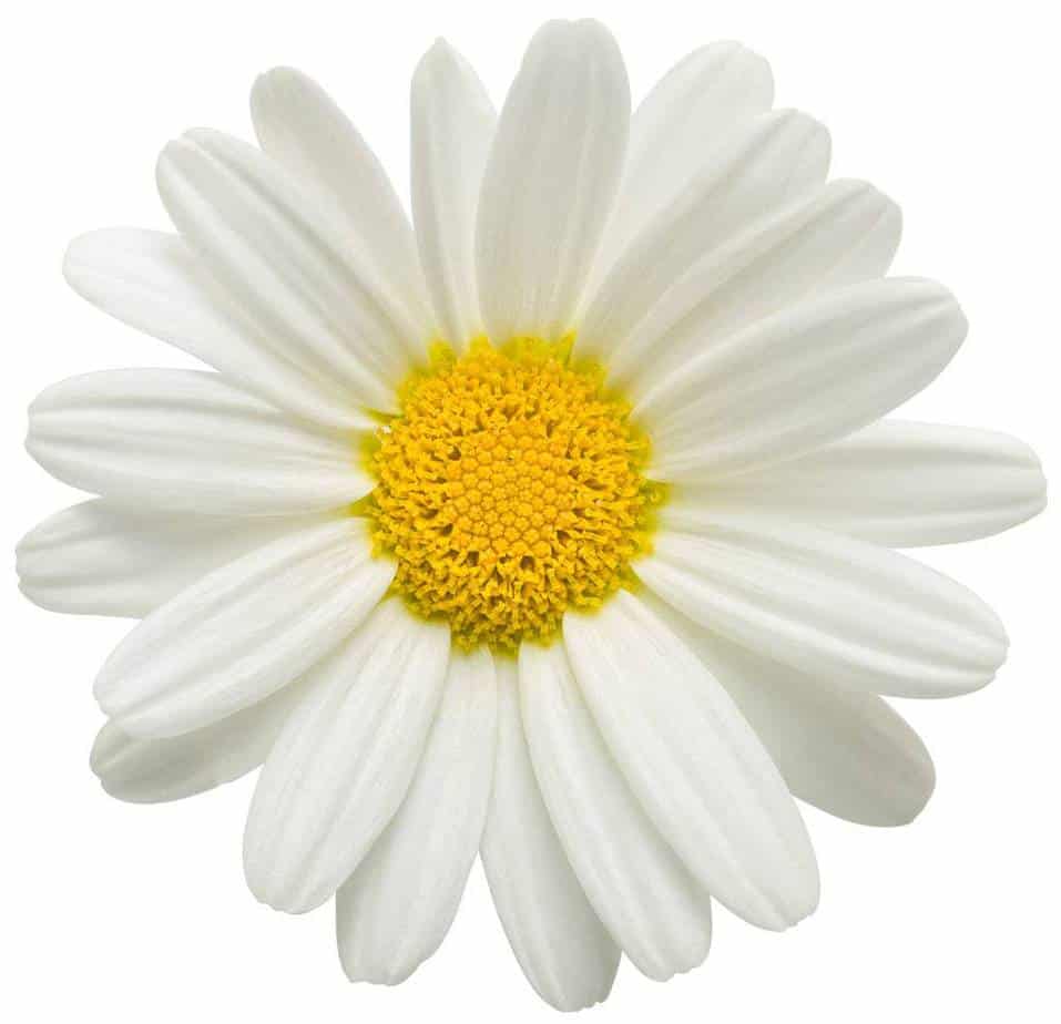 Chasing Daisies