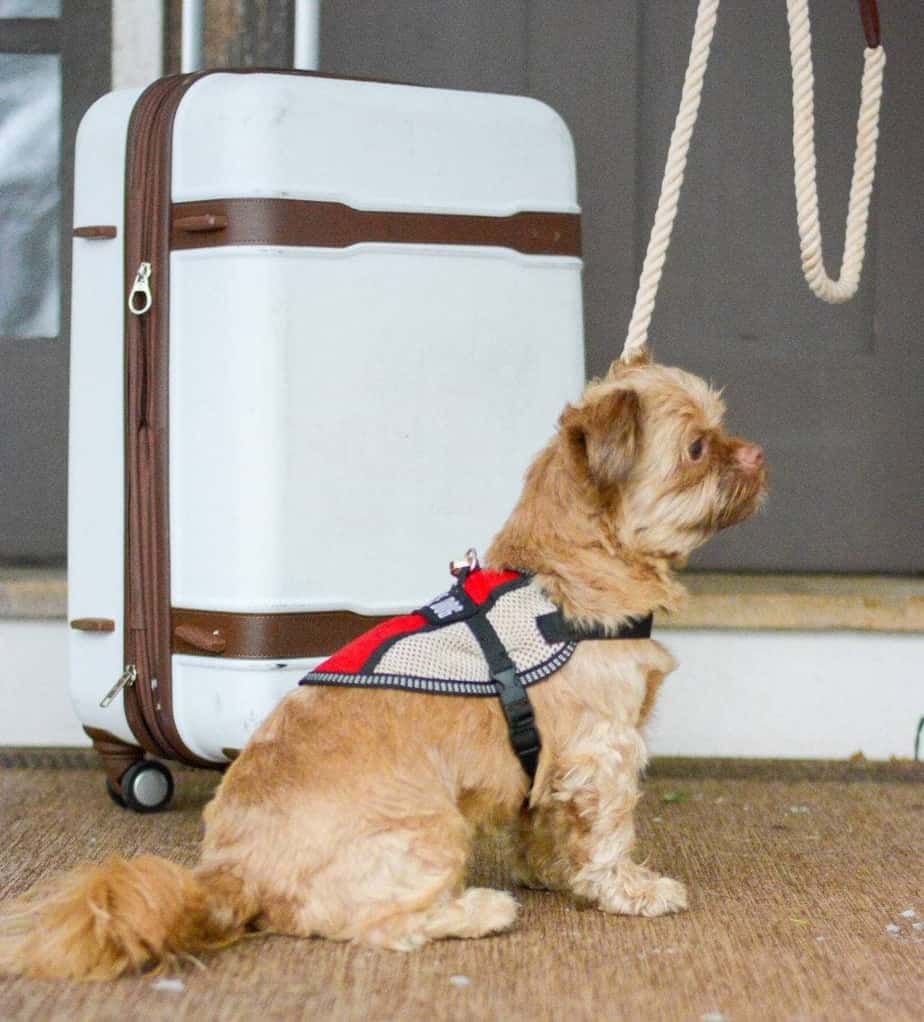 How To Fly With A Dog Carry On at Sam Richard blog