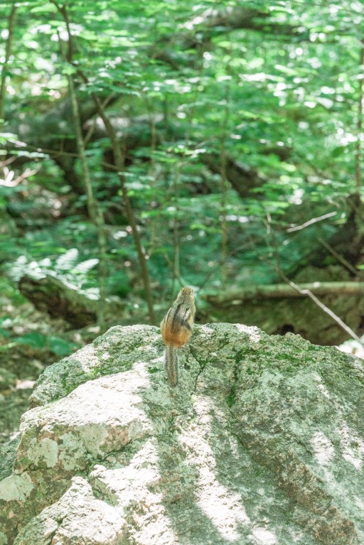 the flume gorge // the flume trail // the basin nh