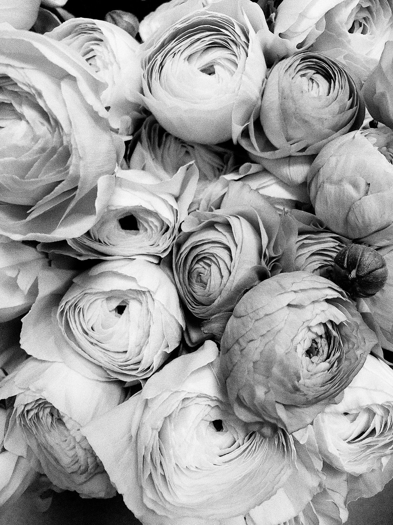 40 Stunning Black and White iPhone Wallpaper Backgrounds For Free |
