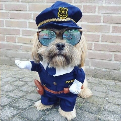 60+ Hilarious and Adorable Cat and Dog Halloween Costumes