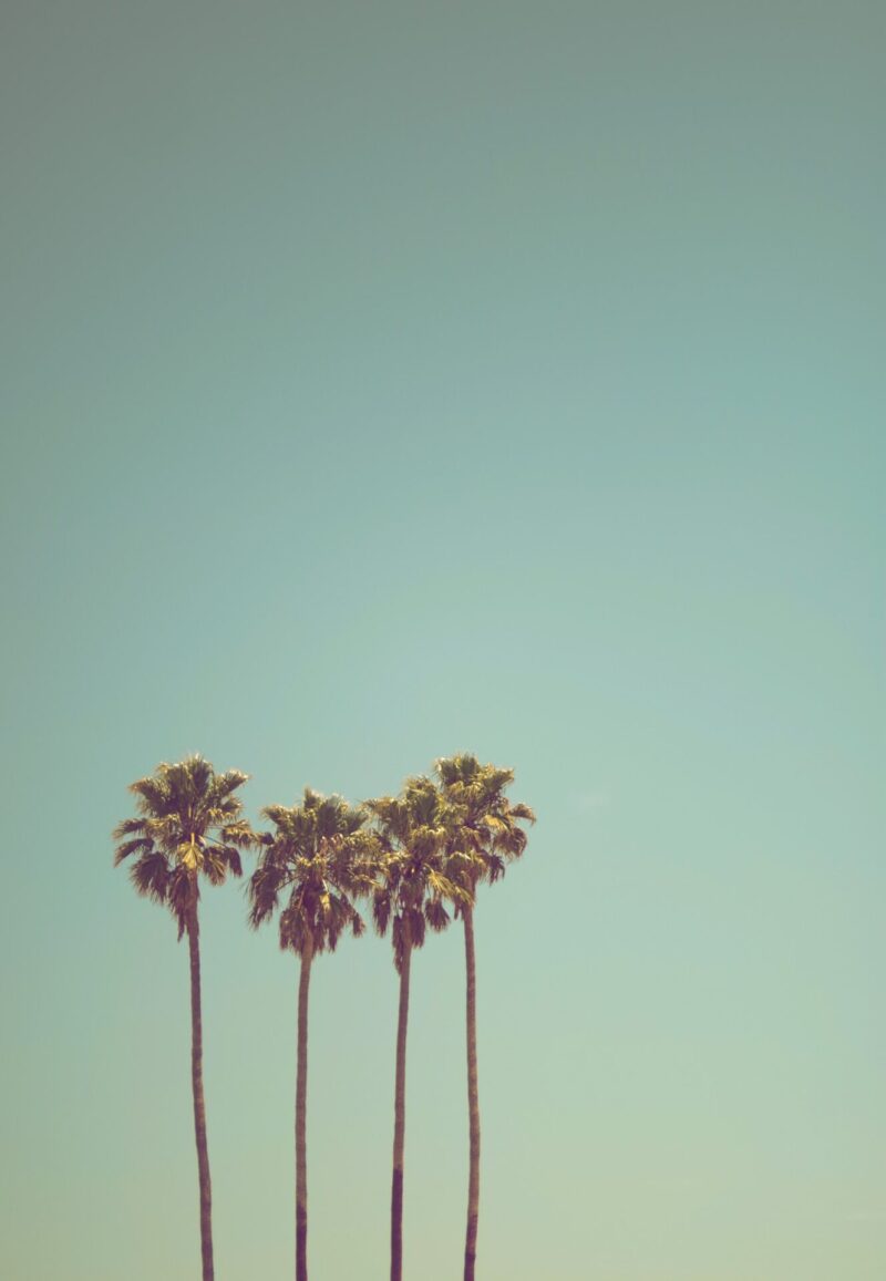 the best summer wallpaper backgrounds for iPhone | wallpaper for the summer aesthetic