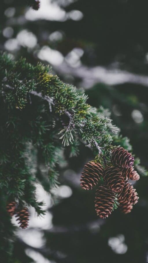 The best free winter wallpaper and winter backgrounds to download
