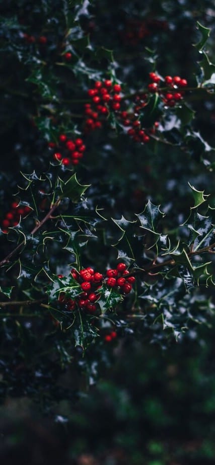 The best free winter wallpaper and winter backgrounds to download