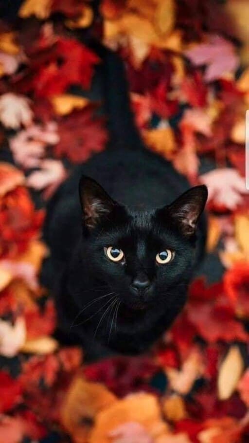 black cat iPhone X Wallpapers Free Download