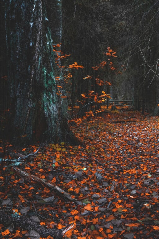 spooky fall backgrounds