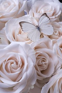 Romantic wallpapers for free download - Butterfly On Roses