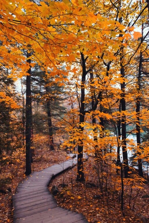 The best fall wallpaper backgrounds for iphone