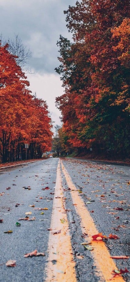 The best fall wallpaper backgrounds for iphone