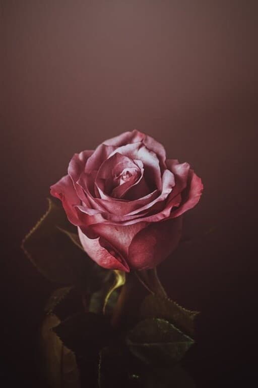 Romantic wallpapers for free download - A Single Rose