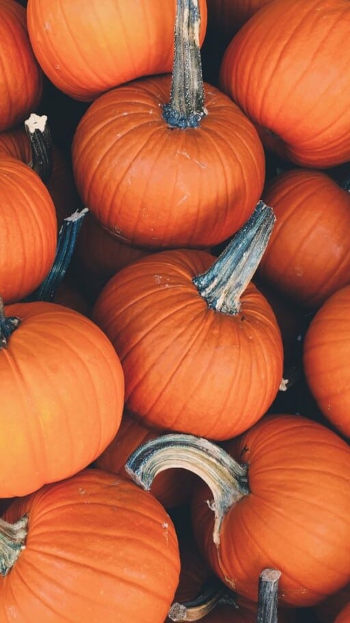 The best free thanksgiving wallpaper downloads for iPhone