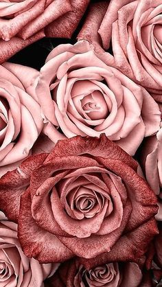 Romantic wallpapers for free download - Faded Pink Roses