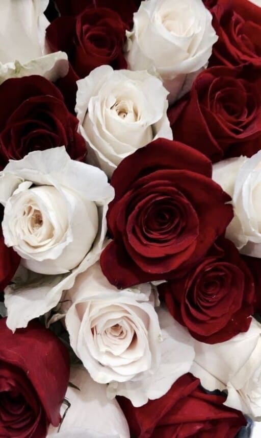 Romantic wallpapers for free download - Red & White Roses
