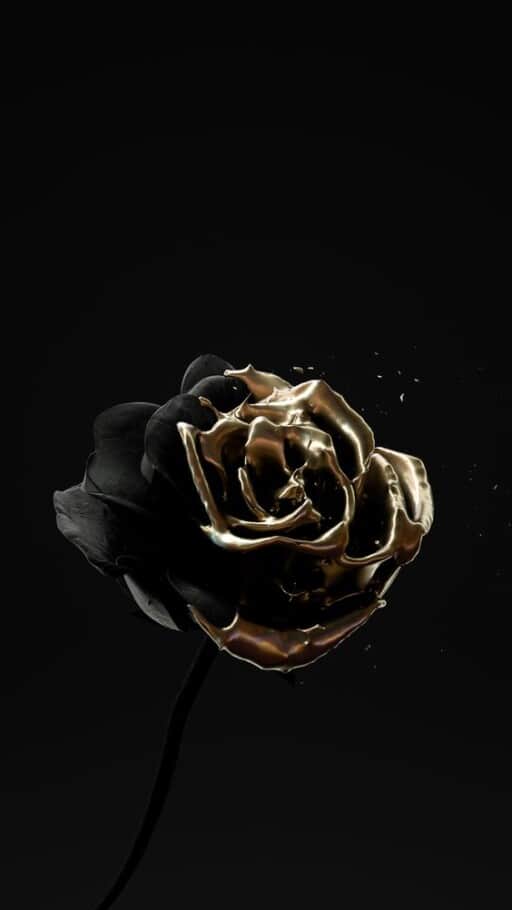 Black Rose Aesthetic Wallpapers on WallpaperDog