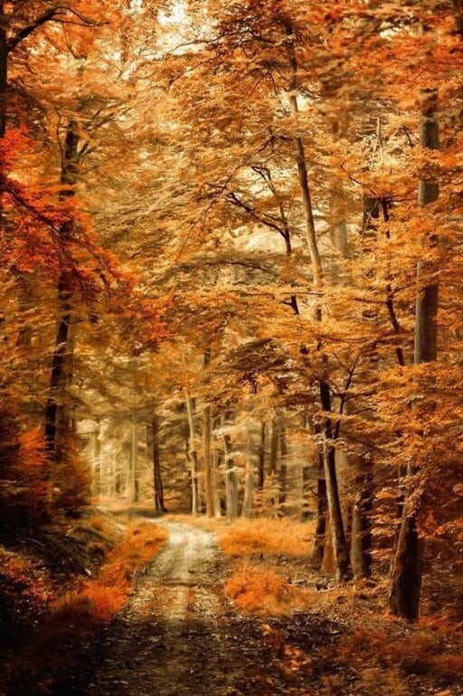 iPhone 12 Autumn Wallpapers  Wallpaper Cave