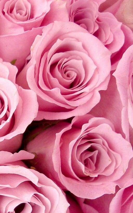 Romantic wallpapers for free download - Bright Pink Roses