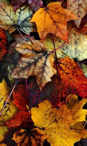 The best fall wallpaper backgrounds for iphone