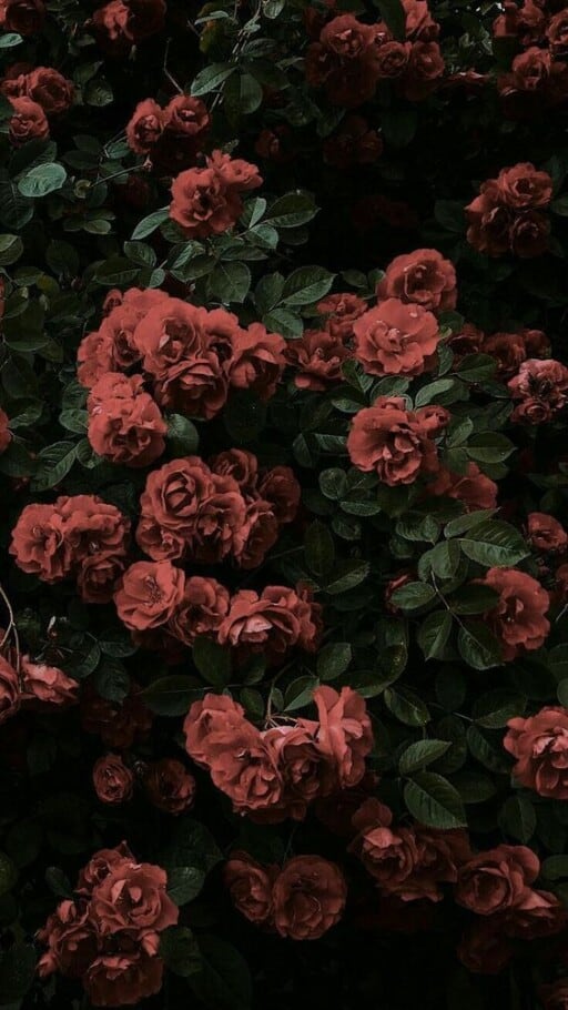 Romantic wallpapers for free download - Dark Roses