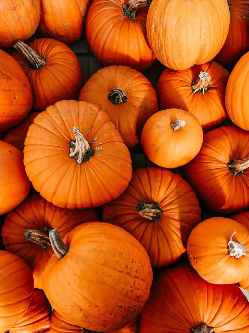 HD wallpaper pumpkins fall orange thanksgiving halloween harvest  vegetable  Wallpaper Flare