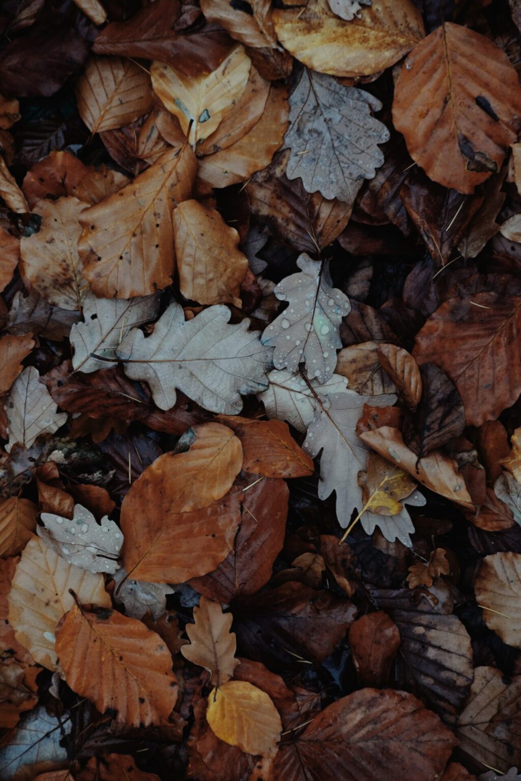 50+ FREE Fall Wallpaper & Autumn Wallpaper Options For Your iPhone