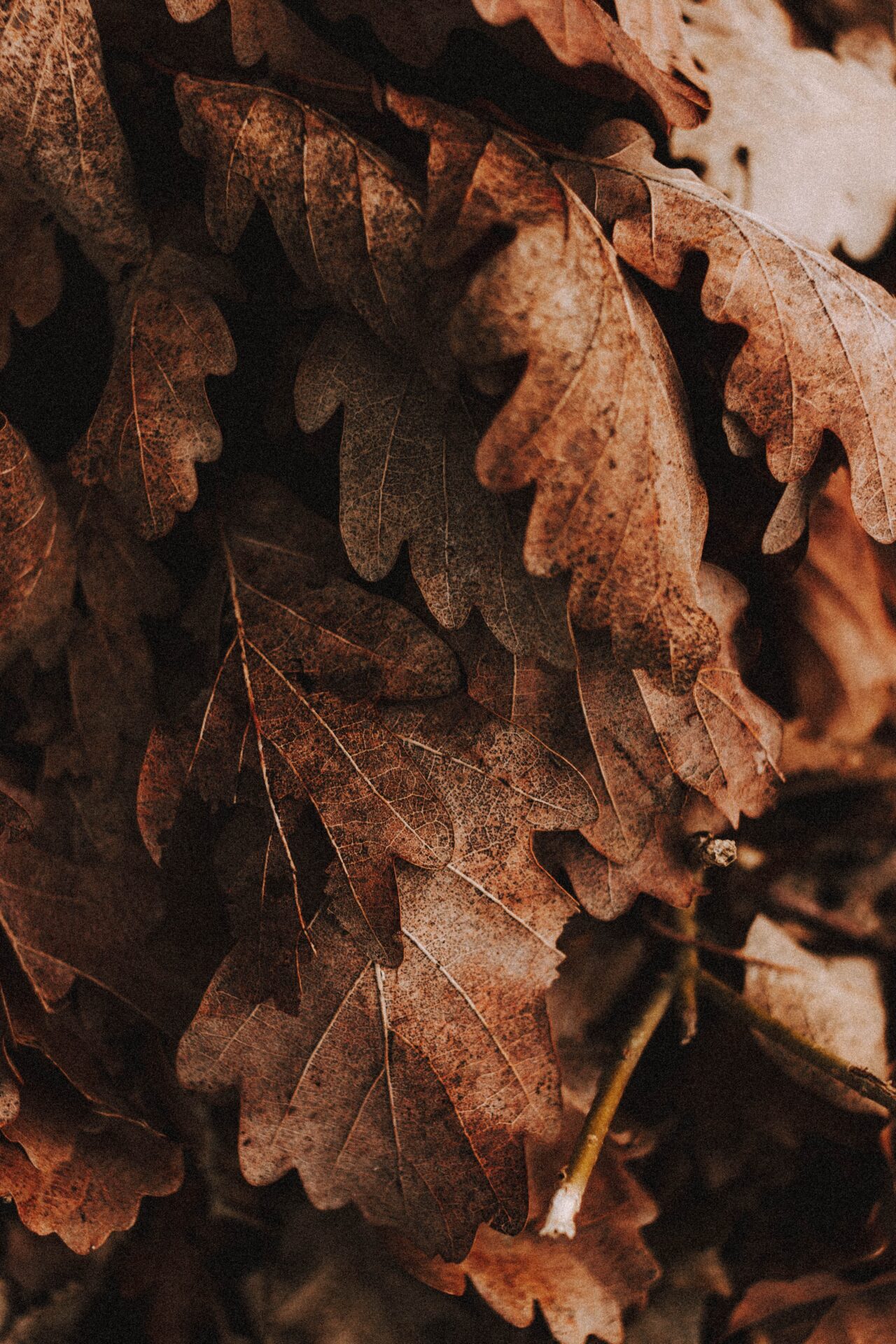 50+ FREE Fall Wallpaper & Autumn Wallpaper Options For Your iPhone