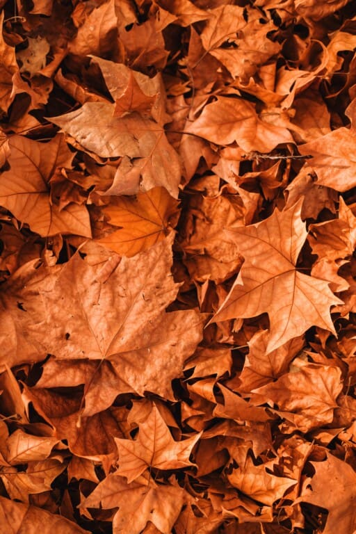 50+ Free Fall Wallpaper & Autumn Wallpaper Options For Your iPhone