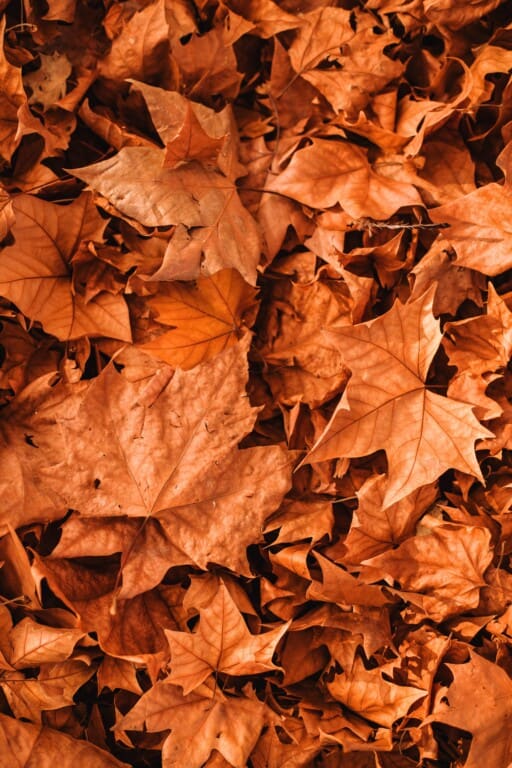 The best fall wallpaper backgrounds for iphone