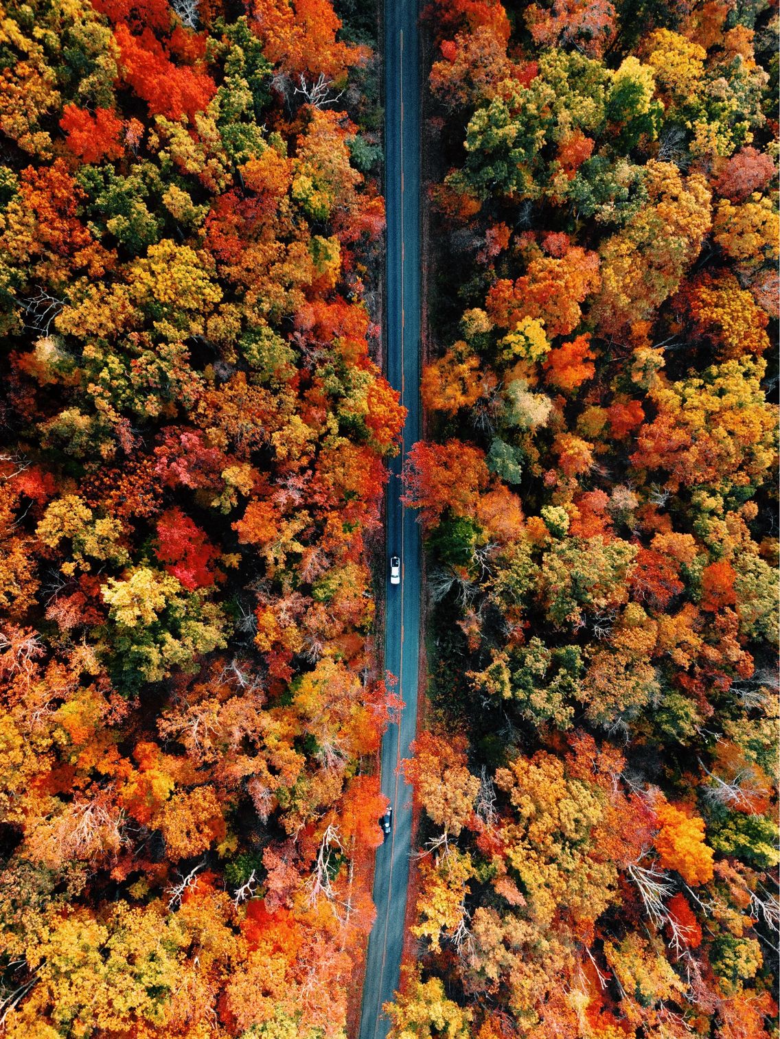 50+ FREE Fall Wallpaper & Autumn Wallpaper Options For Your iPhone