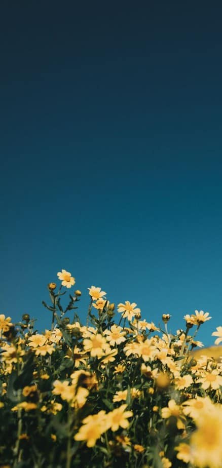 Blue and Yellow Gradient Background iPhone Wallpaper  Iphone background  Samsung wallpaper Iphone wallpaper gradient