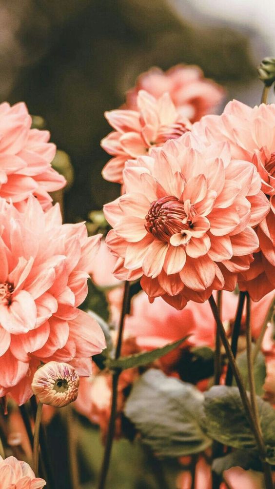 100+ Darling Aesthetic Spring Wallpaper For iPhone (Free Download)