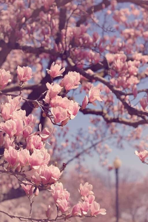 The best free spring wallpaper backgrounds for your iPhone