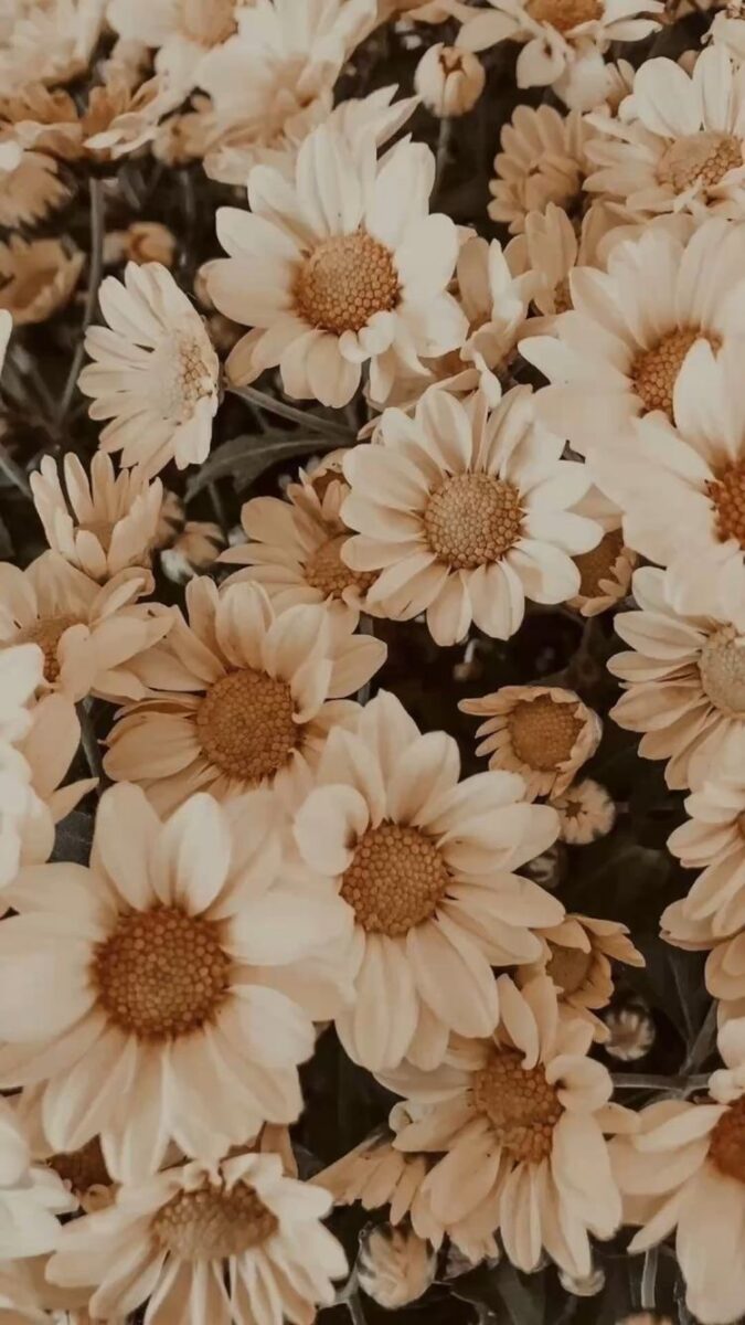 Flower Wallpaper iPhone Aesthetic Backgrounds  AnjaHome