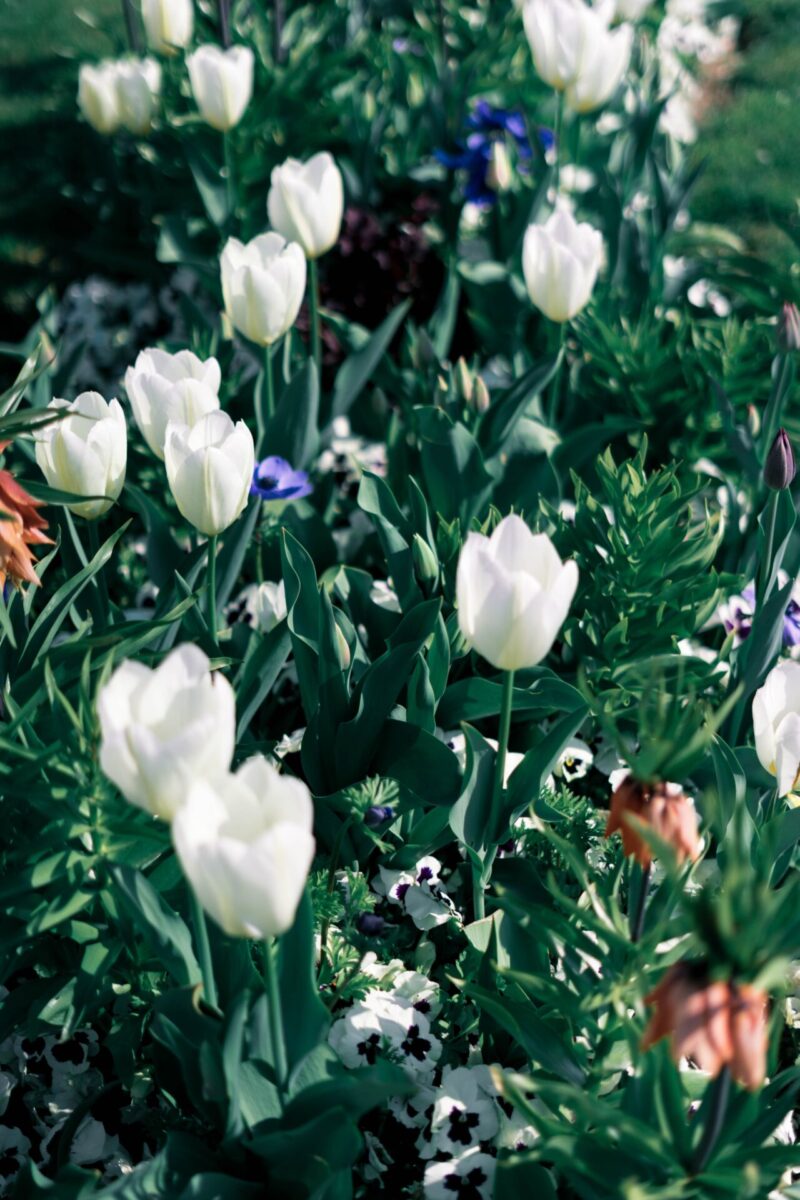 The best free spring wallpaper backgrounds for your iPhone