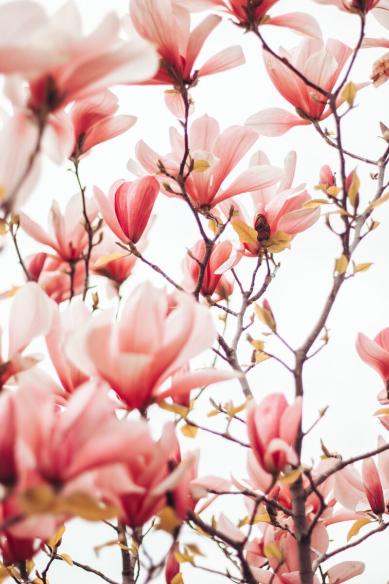 30 Stunning Spring Wallpapers For IPhone Screens 2023