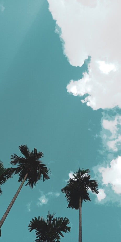 the best summer wallpaper backgrounds for iPhone | wallpaper for the summer aesthetic