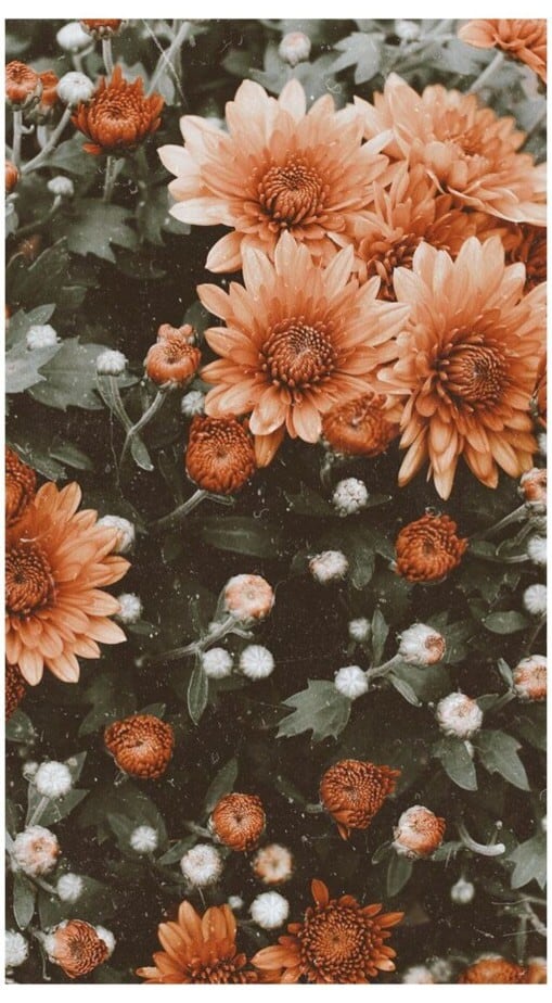 wallpaper iphone vintage cute