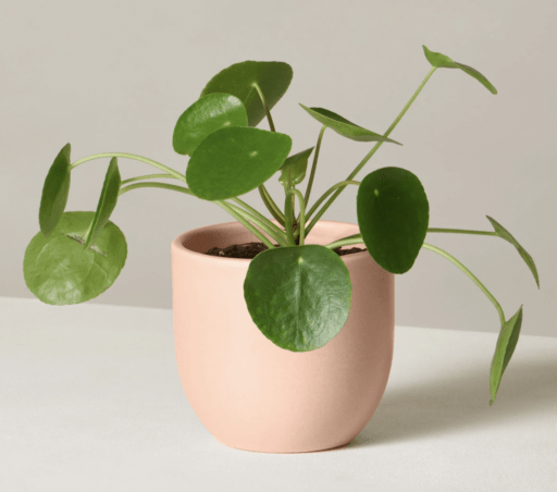 Adorable unique gift ideas for best friends - Soft Pink Potted Plant