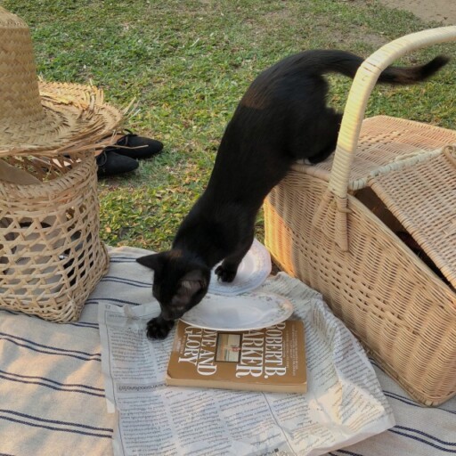 Picnic aesthetic photoshoot ideas: Cat & Picnic Accessories