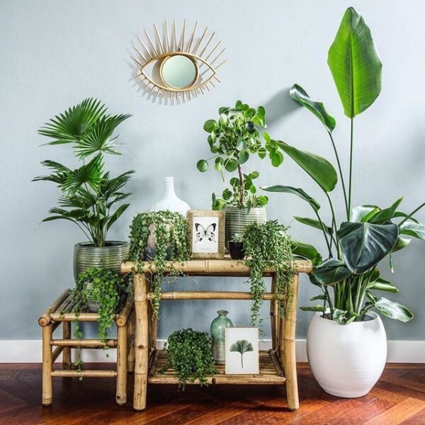 55+ Plant Decor Ideas For A Vibrant Home