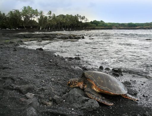 black sand beach