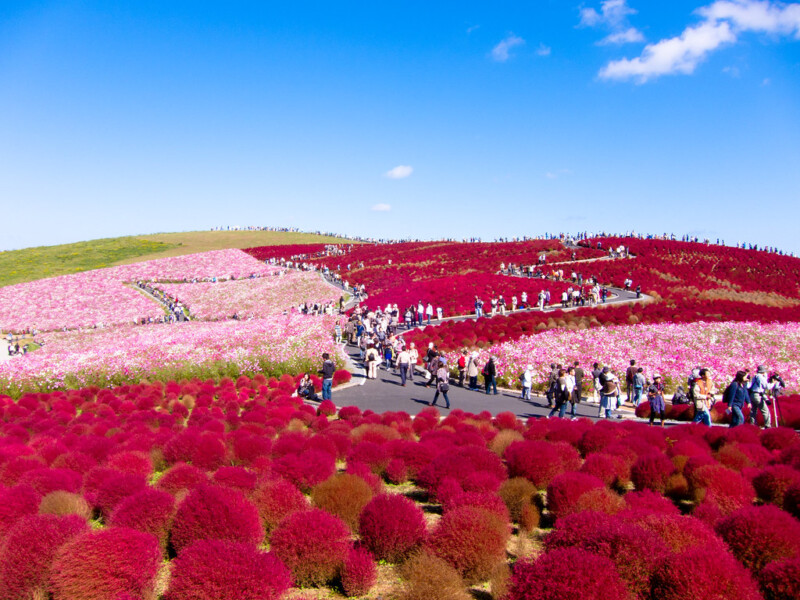 Vibrant flower field with colorful blooms in Hitachi Seaside Park, Japan