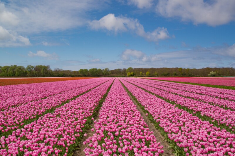 Vibrant flower field with colorful blooms in Netherlands