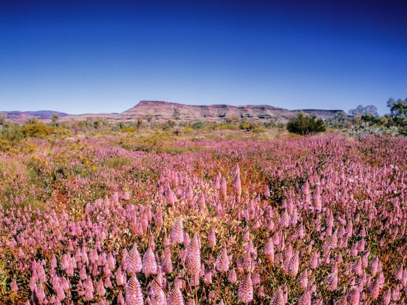 Vibrant flower field with colorful blooms in West Coast Road, Western Australia