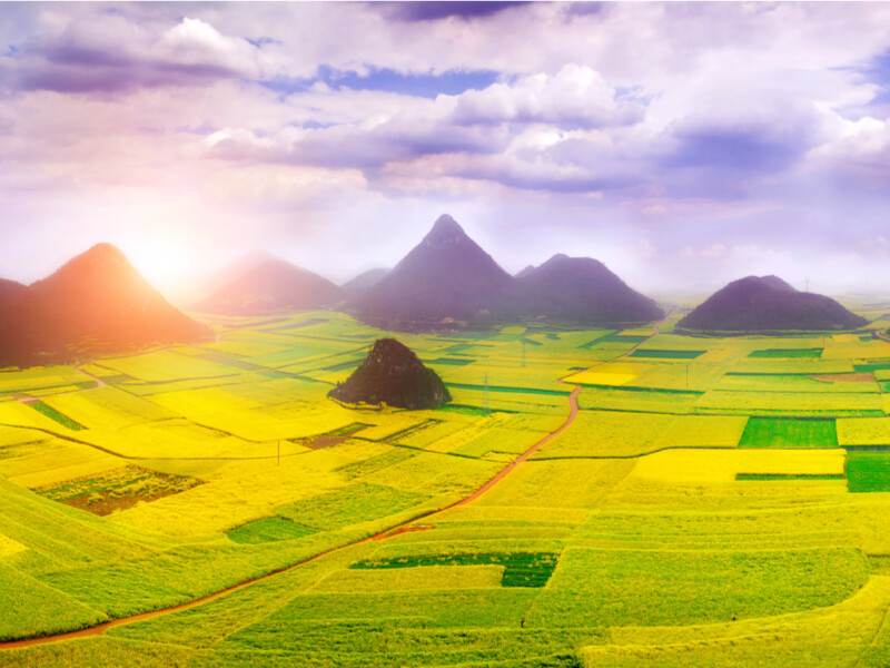 Vibrant Canola flower fields with colorful blooms in Luoping, China