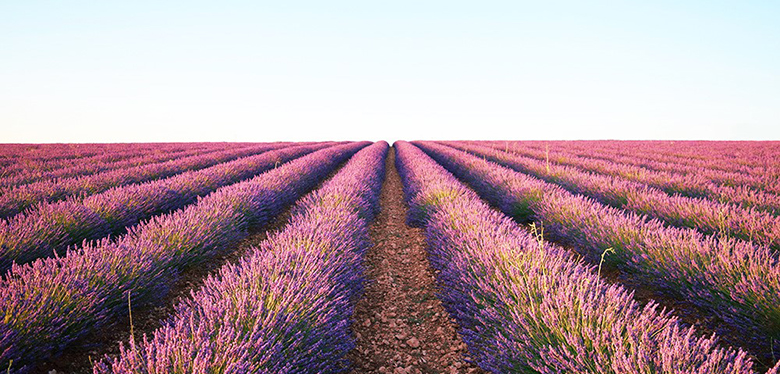 Vibrant flower field with colorful blooms in Valencia, Spain