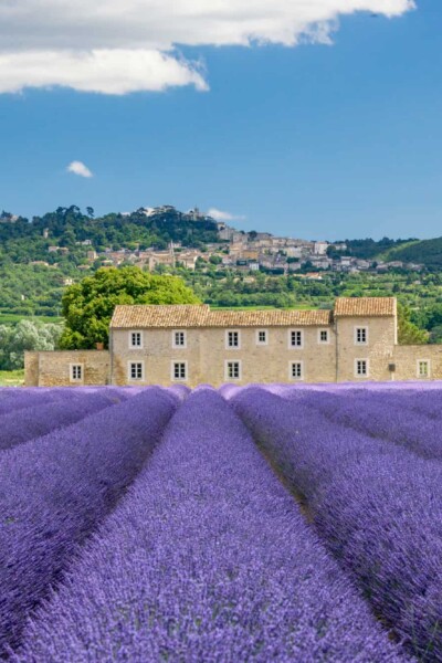 Find Your Perfect Purple Paradise: Explore 32 Gorgeous Lavender Fields Around the World!