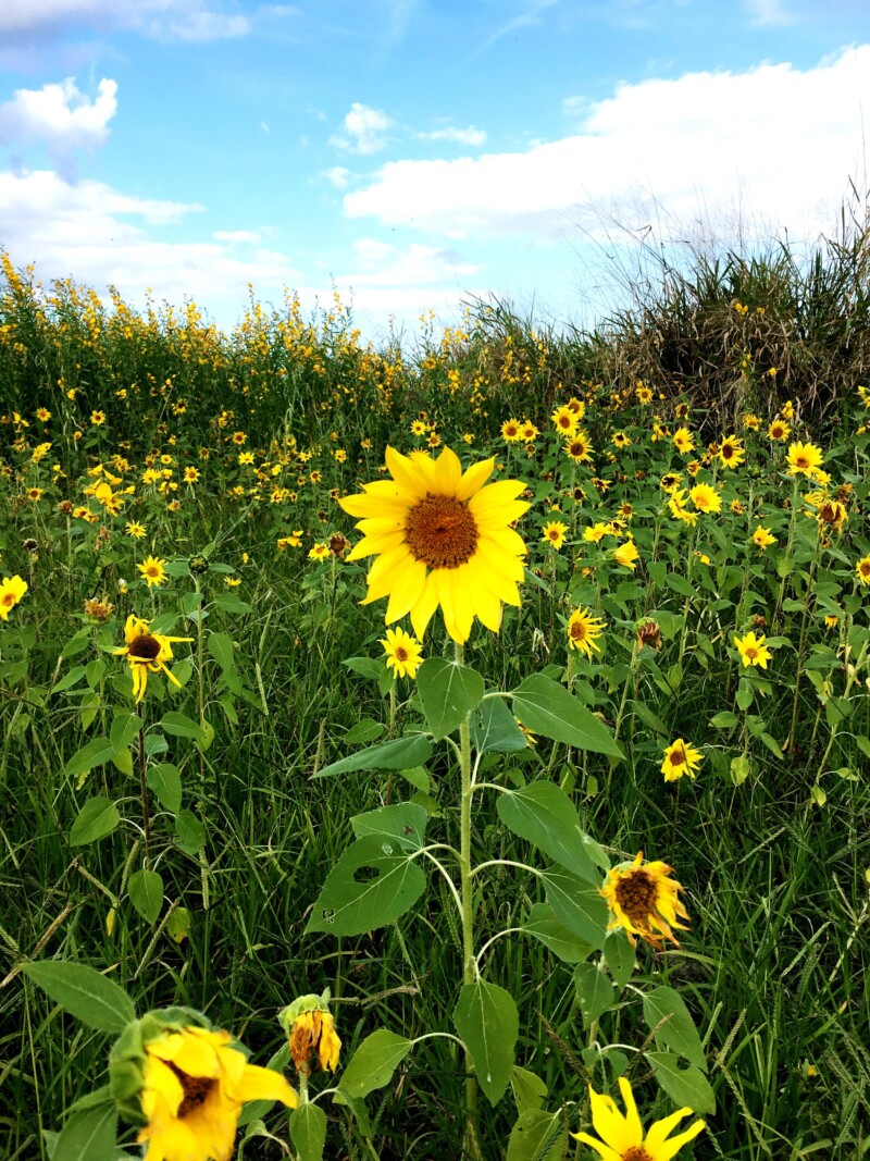 flower fields