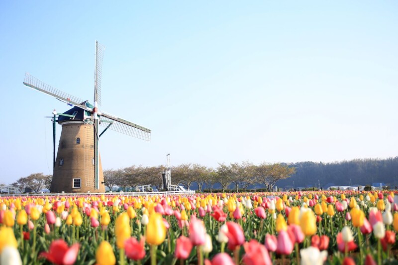 flower fields