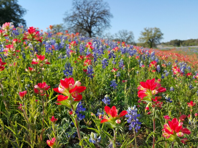 Vibrant flower field with colorful blooms in Texas Hill Country Wildflowers, USA