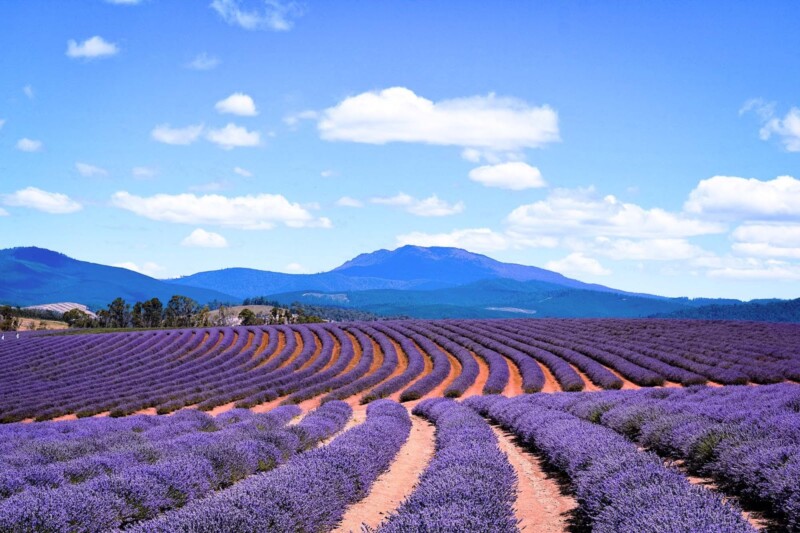Find Your Perfect Purple Paradise: Explore 32 Gorgeous Lavender Fields Around the World! 